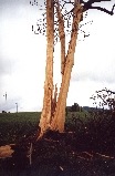 Blitzschlag - Baum